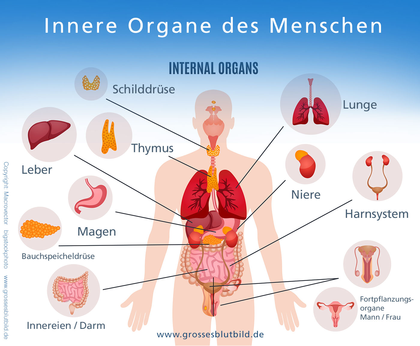 Organe Im Rechten Bauchraum Medizinspektrum De