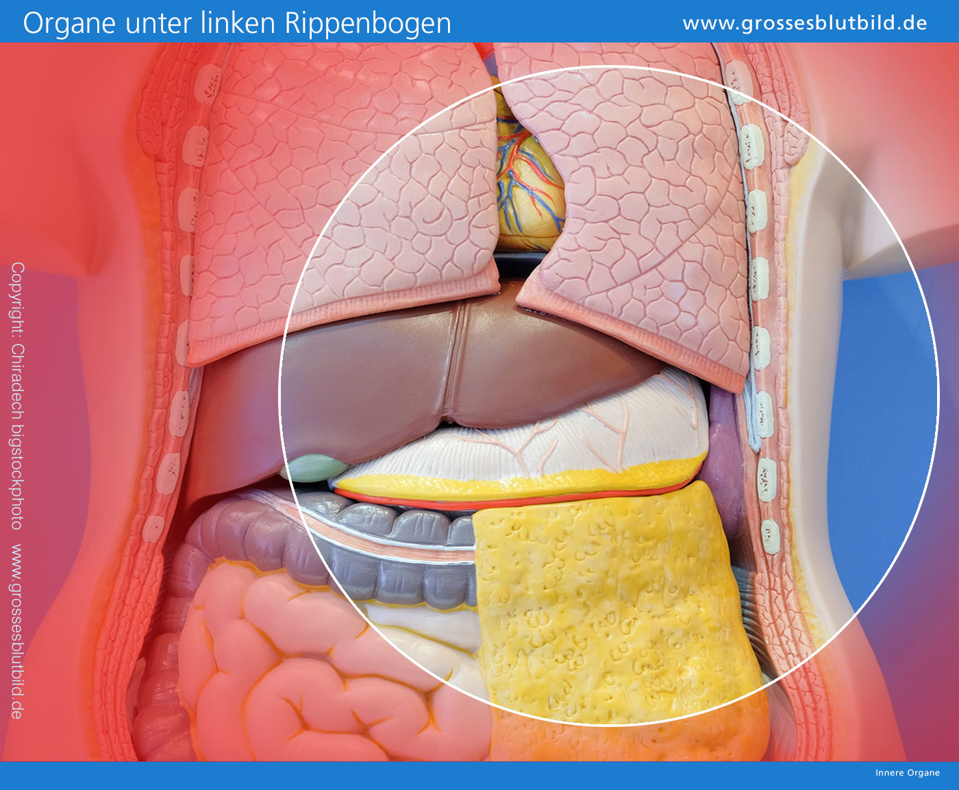 Im Bauch sitzt eine Reihe von Organen, die zum Magen-Darm-Trakt gehören. 