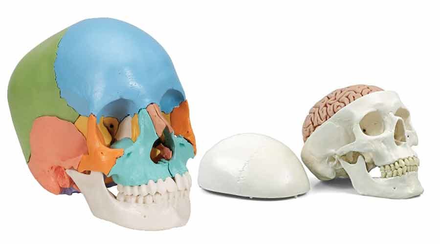 1 1 Lebensgroßen menschlichen Kopf Schädel Skelett Anatomie Modell 